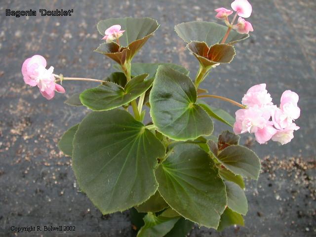 B. ‘Doublet’